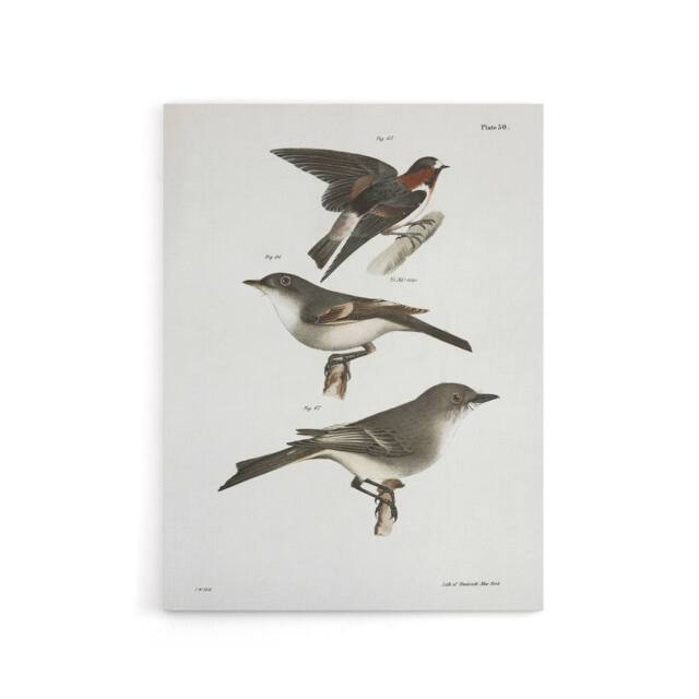 "Artery8 James De Kay Cliff Swallow Flycatcher & Sayornis Canvas Art Print in White - Size: W12"" x H16""" - image 1