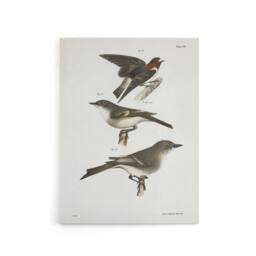 "Artery8 James De Kay Cliff Swallow Flycatcher & Sayornis Canvas Art Print in White - Size: W12"" x H16""" - thumbnail 1