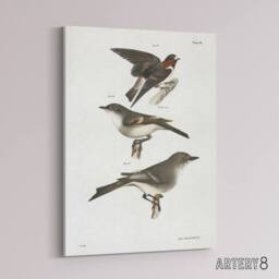 "Artery8 James De Kay Cliff Swallow Flycatcher & Sayornis Canvas Art Print in White - Size: W12"" x H16""" - thumbnail 2