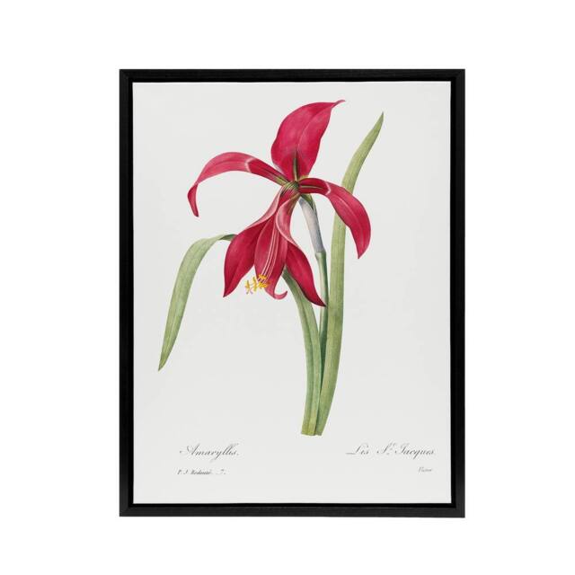 "Artery8 Amaryllis Flower Floral Redoute Vintage Black Framed Canvas Wall Art in White - Size: W12"" x H16""" - image 1