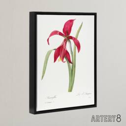 "Artery8 Amaryllis Flower Floral Redoute Vintage Black Framed Canvas Wall Art in White - Size: W12"" x H16""" - thumbnail 2