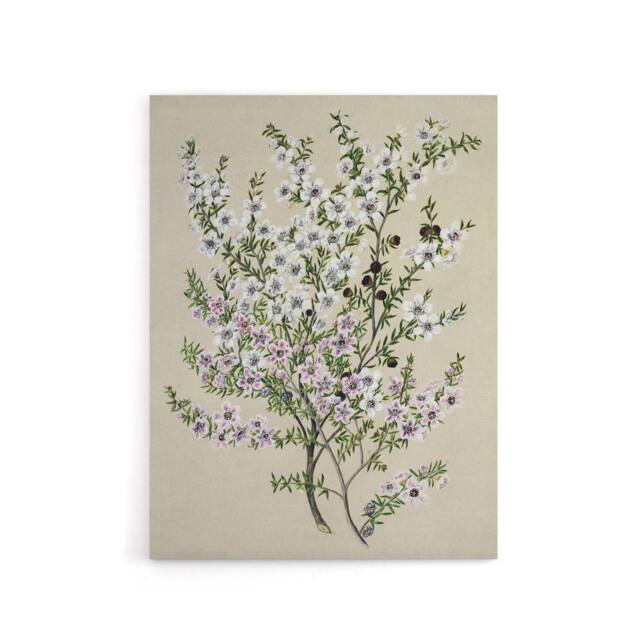 "Artery8 New Zealand Manuka Flowering Plant Featon Canvas Wall Art Print in Beige - Size: W18"" x H24""" - image 1