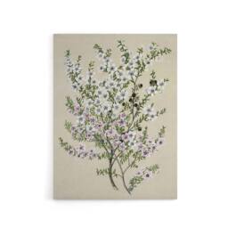 "Artery8 New Zealand Manuka Flowering Plant Featon Canvas Wall Art Print in Beige - Size: W18"" x H24""" - thumbnail 1