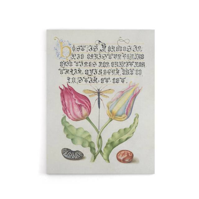"Artery8 Tulip Ichneumon Wasp & Beans Calligraphy Canvas Wall Art Print in White - Size: W12"" x H16""" - image 1