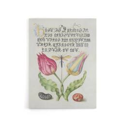 "Artery8 Tulip Ichneumon Wasp & Beans Calligraphy Canvas Wall Art Print in White - Size: W12"" x H16""" - thumbnail 1