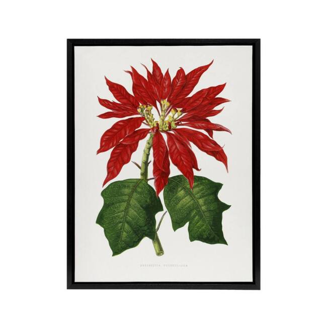 "Artery8 AF Lydon B Fawcett Vintage Poinsettia Illustration Framed Canvas Art in White - Size: W12"" x H16""" - image 1
