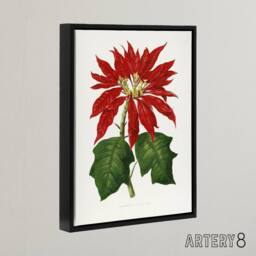 "Artery8 AF Lydon B Fawcett Vintage Poinsettia Illustration Framed Canvas Art in White - Size: W12"" x H16""" - thumbnail 2