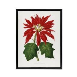 "Artery8 AF Lydon B Fawcett Vintage Poinsettia Illustration Framed Canvas Art in White - Size: W12"" x H16""" - thumbnail 1