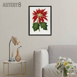 "Artery8 AF Lydon B Fawcett Vintage Poinsettia Illustration Framed Canvas Art in White - Size: W12"" x H16""" - thumbnail 3