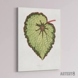 "Artery8 AF Lydon B Fawcett Begonia Rex Isis Variety Leaf Canvas Wall Art Print in White - Size: W12"" x H16""" - thumbnail 2