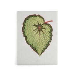 "Artery8 AF Lydon B Fawcett Begonia Rex Isis Variety Leaf Canvas Wall Art Print in White - Size: W12"" x H16""" - thumbnail 1