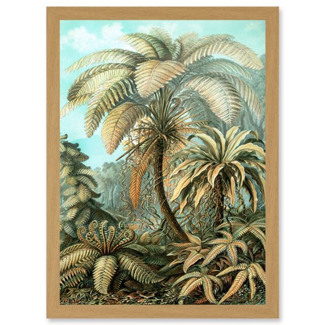Artery8 Nature Biology Ferns Ernst Haeckel botanical Vintage Artwork Framed Wall Art Print A4 in Light Oak - image 1