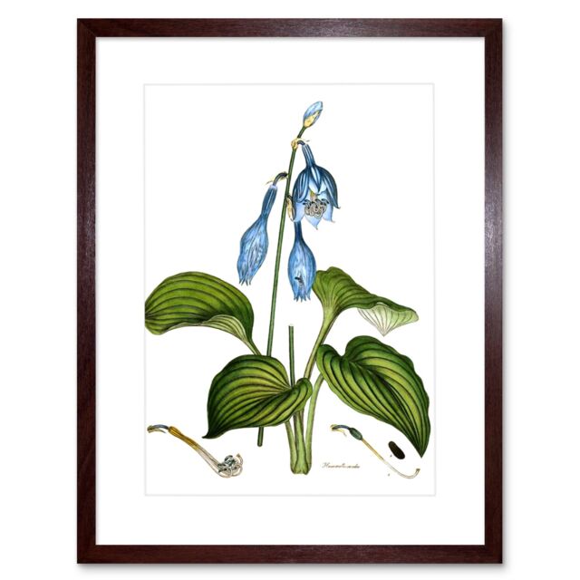 "Artery8 Wall Art Print Flower Blue Day Lily Hemerocallis Caerulea Art Framed 9x7 inch in Brown - Size: W7"" x H9""" - image 1