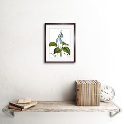 "Artery8 Wall Art Print Flower Blue Day Lily Hemerocallis Caerulea Art Framed 9x7 inch in Brown - Size: W7"" x H9""" - thumbnail 2