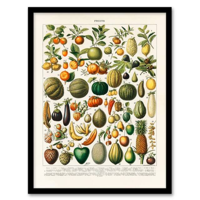 "Artery8 Fruits & Vegetables Vintage French Encyclopedia Framed Wall Art Print in Beige - Size: W12"" x H16""" - image 1
