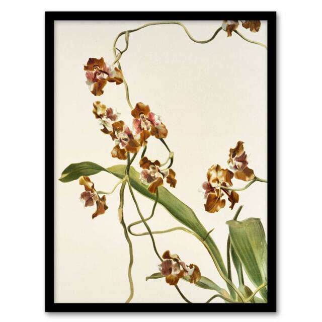 Artery8 Frederick Sander Oncidium Superbiens Orchid Flowers Framed Art Print - Size: A4 - image 1