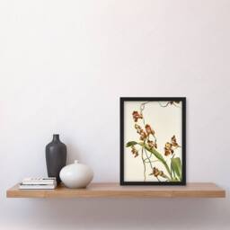 Artery8 Frederick Sander Oncidium Superbiens Orchid Flowers Framed Art Print - Size: A4 - thumbnail 4
