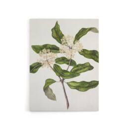 "Artery8 New Zealand Tarata Lemonwood Plant Featon Canvas Wall Art Print in Beige - Size: W18"" x H24""" - thumbnail 1