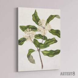 "Artery8 New Zealand Tarata Lemonwood Plant Featon Canvas Wall Art Print in Beige - Size: W18"" x H24""" - thumbnail 2