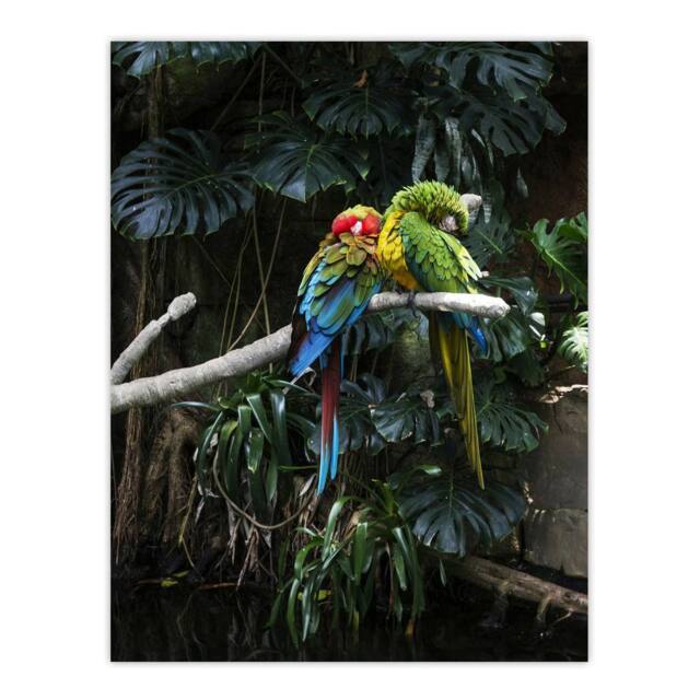 "Artery8 Colourful Sleeping Parrots Carol M Highsmith Wall Art Poster Print - Size: W24"" x H32""" - image 1