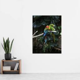 "Artery8 Colourful Sleeping Parrots Carol M Highsmith Wall Art Poster Print - Size: W24"" x H32""" - thumbnail 4