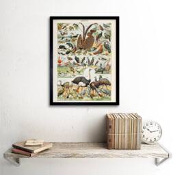 "Artery8 Millot Encyclopedia Page Birds Ostrich Flamingo 12x16"" Framed Art - Size: W12"" x H16""" - thumbnail 2