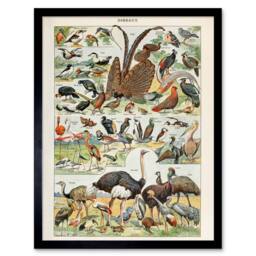 "Artery8 Millot Encyclopedia Page Birds Ostrich Flamingo 12x16"" Framed Art - Size: W12"" x H16""" - thumbnail 1