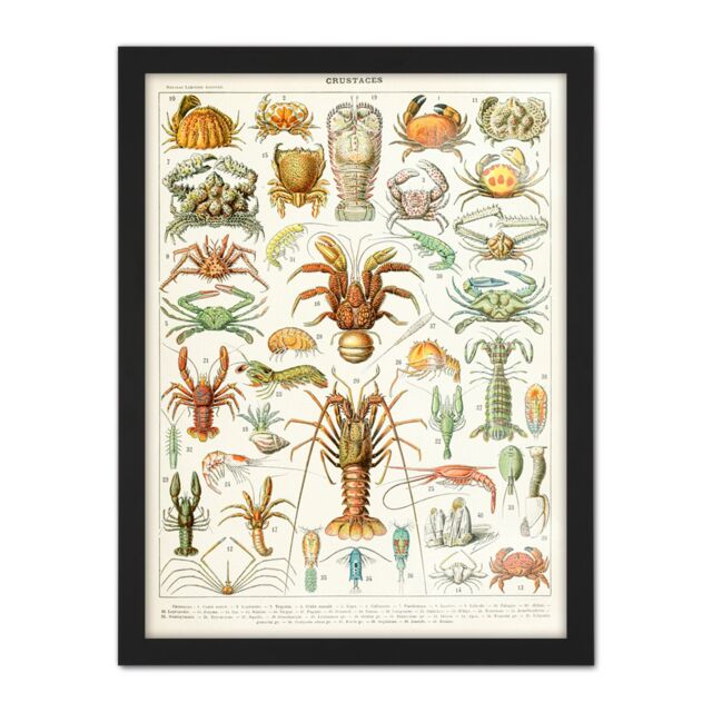 "Artery8 Wall Art Print Millot Encyclopedia Page Crustaceans Lobster Large Framed Wall Décor Art in White - Size: W18"" x H24""" - image 1