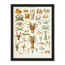 "Artery8 Wall Art Print Millot Encyclopedia Page Crustaceans Lobster Large Framed Wall Décor Art in White - Size: W18"" x H24""" - thumbnail 1