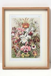 Homescapes Original Wall Decoration Botanical Flowers Set of Decorative Frames in Natural - thumbnail 2