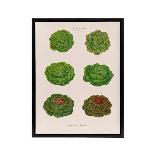 "Artery8 Lettuces Cabbage Varieties Ernst Benary Framed Canvas Wall Art Print in White - Size: W12"" x H16""" - image 1