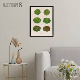 "Artery8 Lettuces Cabbage Varieties Ernst Benary Framed Canvas Wall Art Print in White - Size: W12"" x H16""" - thumbnail 3