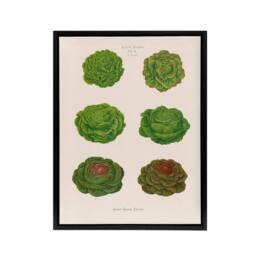 "Artery8 Lettuces Cabbage Varieties Ernst Benary Framed Canvas Wall Art Print in White - Size: W12"" x H16""" - thumbnail 1