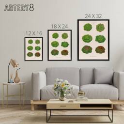 "Artery8 Lettuces Cabbage Varieties Ernst Benary Framed Canvas Wall Art Print in White - Size: W12"" x H16""" - thumbnail 4