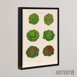 "Artery8 Lettuces Cabbage Varieties Ernst Benary Framed Canvas Wall Art Print in White - Size: W12"" x H16""" - thumbnail 2