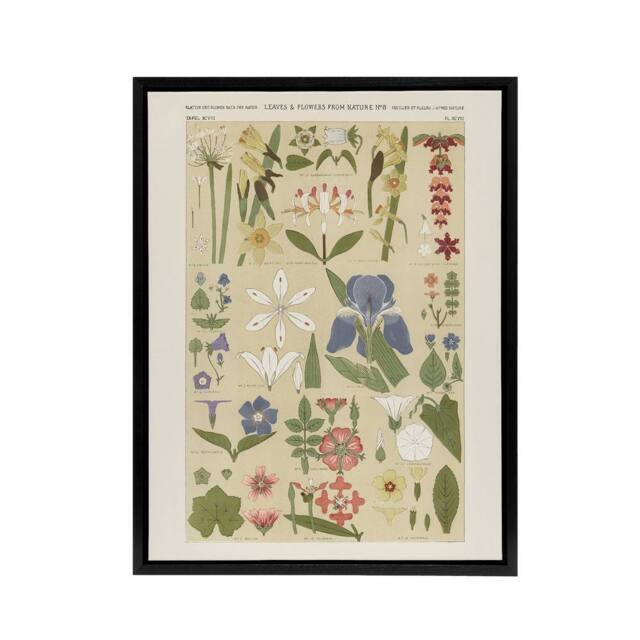 "Artery8 Leaves & Flowers From Nature No 8 Jones Black Framed Canvas Wall Art in Beige - Size: W12"" x H16""" - image 1