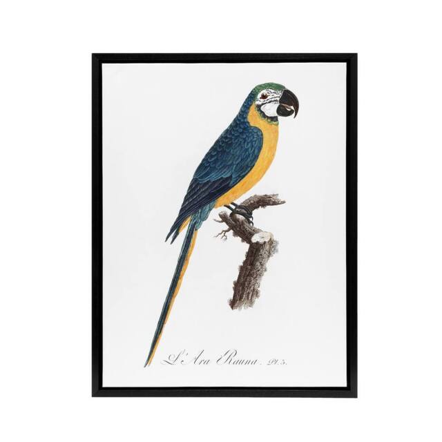 "Artery8 Blue & Yellow Macaw Parrot Levaillant Framed Canvas Wall Art Print in White - Size: W12"" x H16""" - image 1