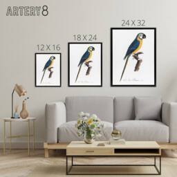 "Artery8 Blue & Yellow Macaw Parrot Levaillant Framed Canvas Wall Art Print in White - Size: W12"" x H16""" - thumbnail 4
