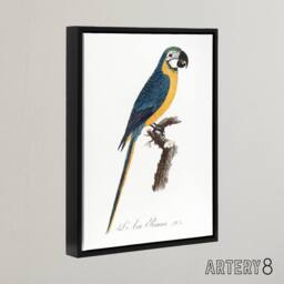 "Artery8 Blue & Yellow Macaw Parrot Levaillant Framed Canvas Wall Art Print in White - Size: W12"" x H16""" - thumbnail 2