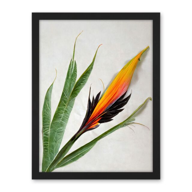 "Artery8 Wall Art Print Bird of Paradise Tropical Plant Flower & Leaves on White Large Framed Wall Décor Art in Light Oak - Size: W18"" x H24""" - image 1