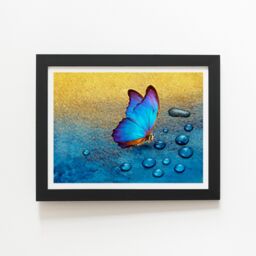 "Warren Reed - Designer Butterfly On Dew Drops Framed Art Print in Black - Size: W24"" x H36""" - thumbnail 2