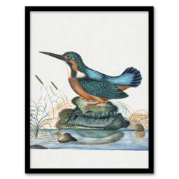 "Artery8 Common Kingfisher Vintage Illustration Bolton Framed Wall Art Print - Size: W12"" x H16""" - thumbnail 1