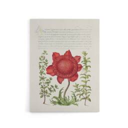 "Artery8 Poppy Anemone & Myrtle Calligraphy Canvas Wall Art Print in White - Size: W12"" x H16""" - thumbnail 1