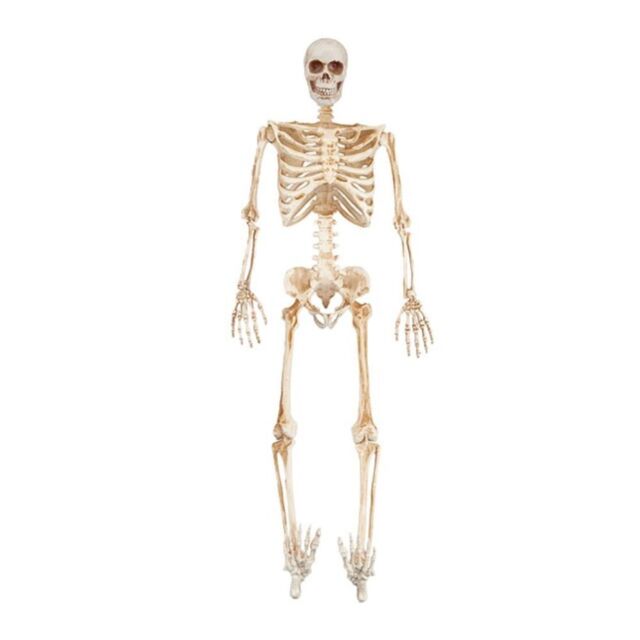 Garden Greatness 3ft Standing Skeleton with LED Eyes - Halloween Prop in White - Size: 1 Pack