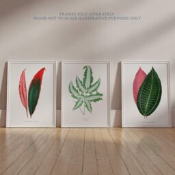 Wee Blue Coo Pack of 3 Fern Frond & Red Green Plant Leaves Botany Book Vintage Detailed Botanical Aesthetic Unframed Wall Art Living Room Prints Set - thumbnail 6
