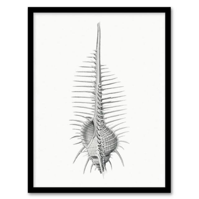 Artery8 Murex Shell Seashell Drawing Haeckel Botanical Framed Wall Art Print in White - Size: A4 - image 1