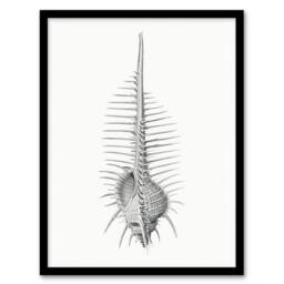Artery8 Murex Shell Seashell Drawing Haeckel Botanical Framed Wall Art Print in White - Size: A4 - thumbnail 1