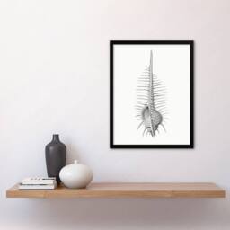 Artery8 Murex Shell Seashell Drawing Haeckel Botanical Framed Wall Art Print in White - Size: A4 - thumbnail 4