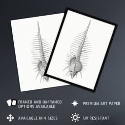 Artery8 Murex Shell Seashell Drawing Haeckel Botanical Framed Wall Art Print in White - Size: A4 - thumbnail 2