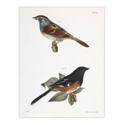 "Artery8 James Ellsworth De Kay Swamp Finch & Chewink Wall Art Print in White - Size: W12"" x H16""" - thumbnail 1